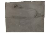 Pyritized Crinoid (Taxocrinus) Fossil - Bundenbach, Germany #209891-1